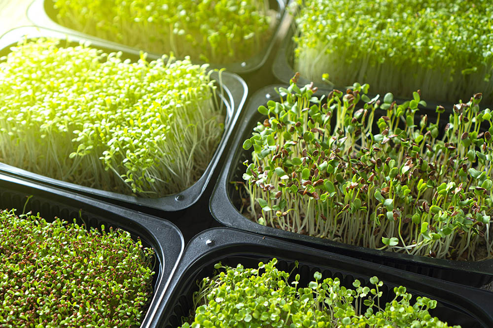 Sprouts & Micro-Greens